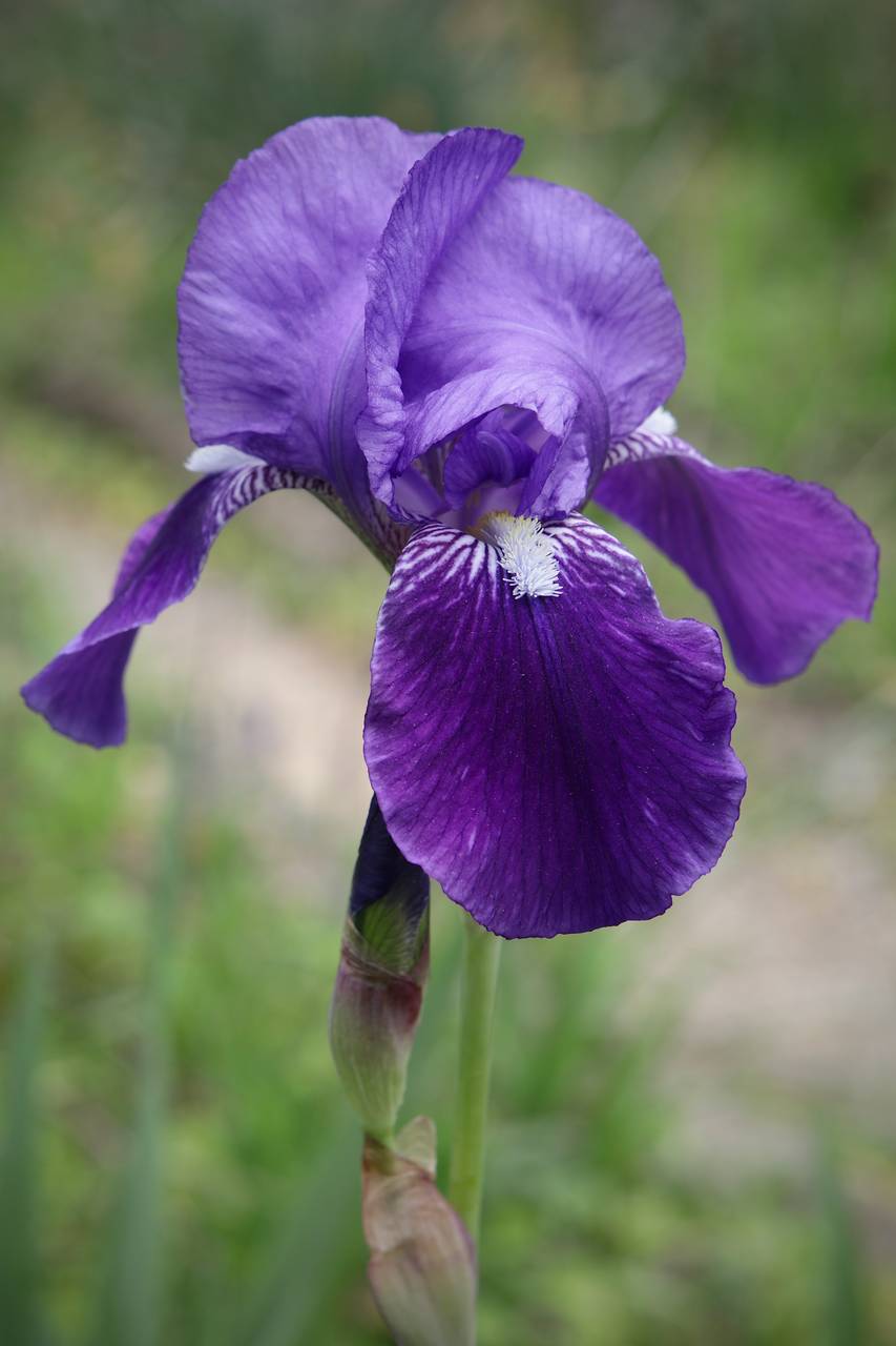 Photo of Bearded Iris
